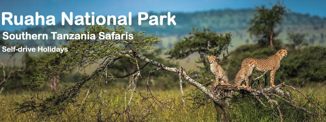 Ruaha National Park in Southern Tanzania is renowned for its excellent wildlife-sighting. A ccombination of low numbers of visitors makes it a spectacular destination hosting 10% of the world's lion population and has been a Lion Conservation Unit since 2005