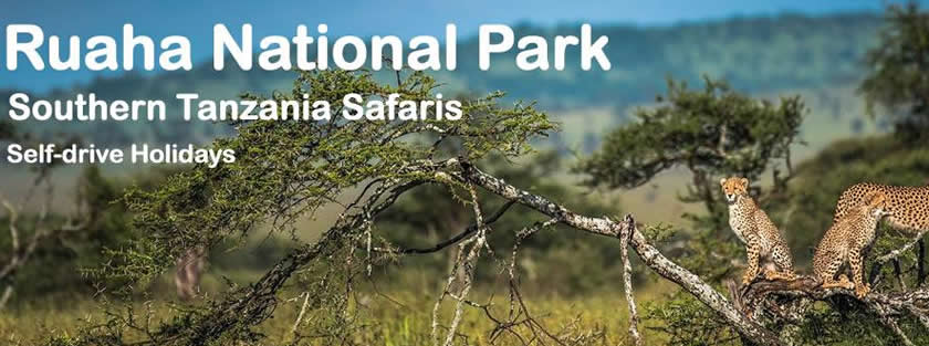 Ruaha-National-Park-Tanzania-safaris 4x4 car hire