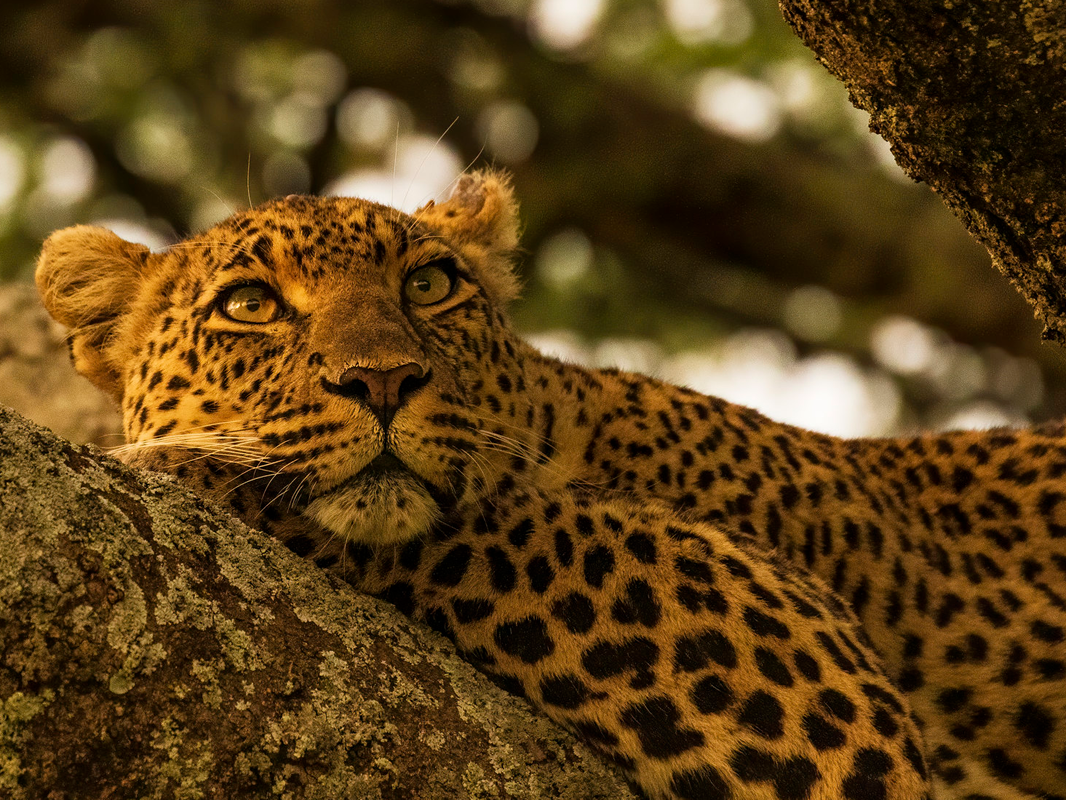 Leopard Serengeti National Park