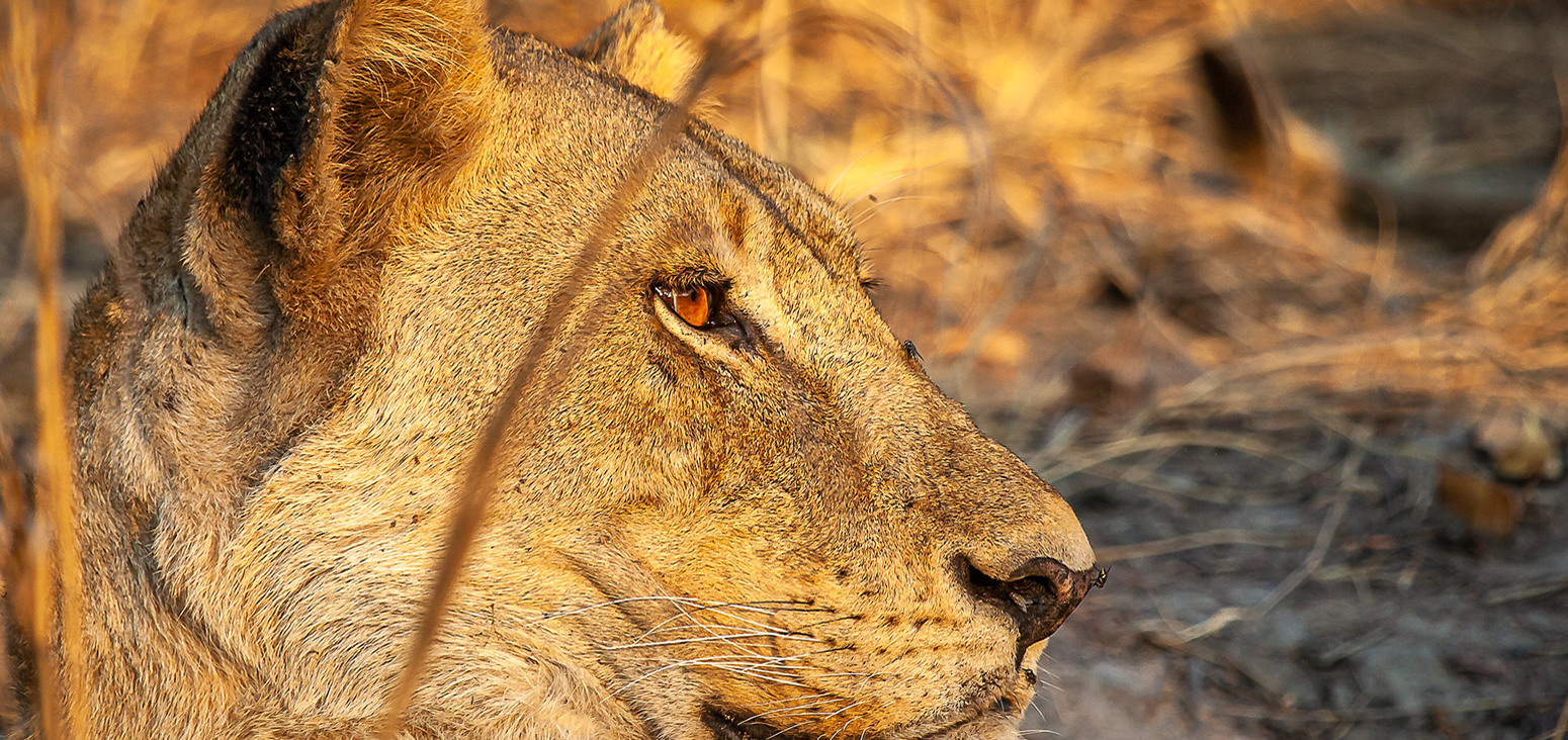 Lioness Katavi National Park Tanzania