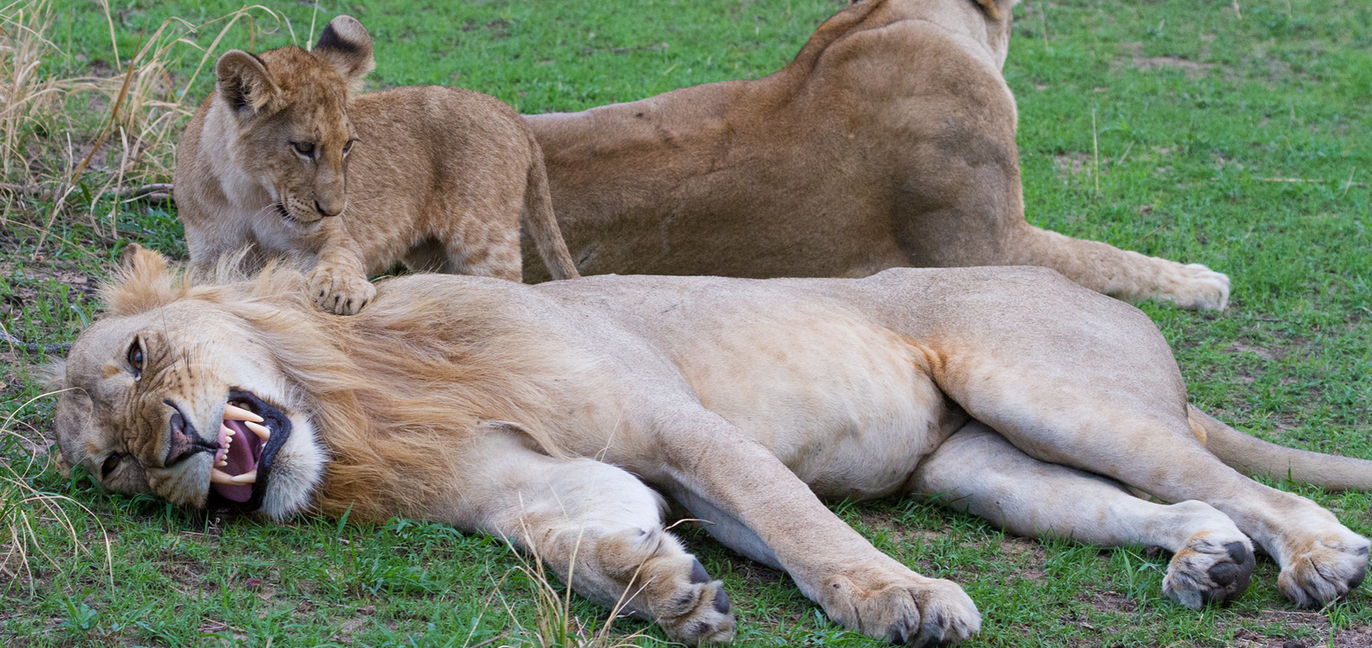 Lions Katavi National Park Tanzania
