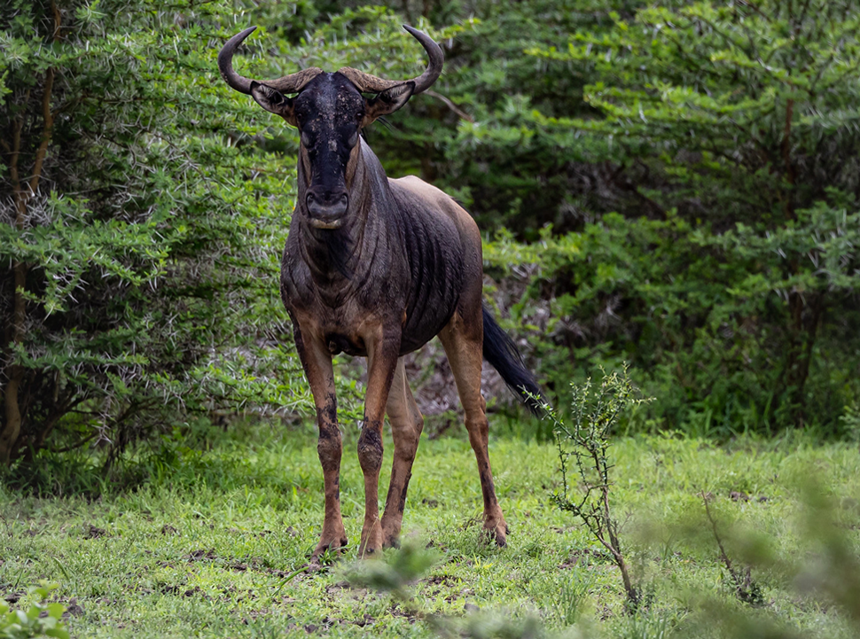 Nyasa Blue Wildebeest - 4x4 Tanzania Safaris