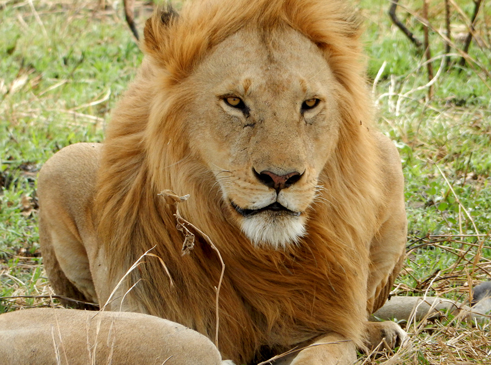 Serengeti 4x4 Safaris in Tanzania