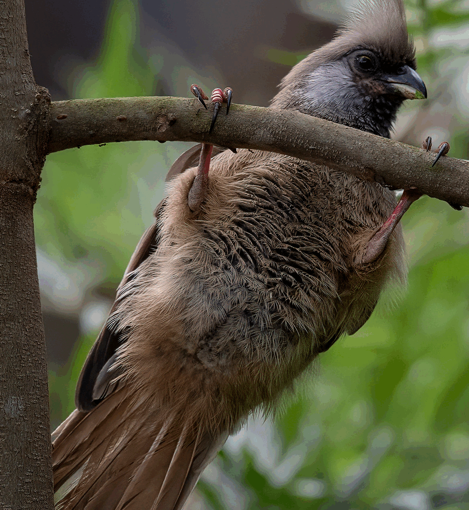 Speckled Mousebird - tanzania 4x4 Safaris