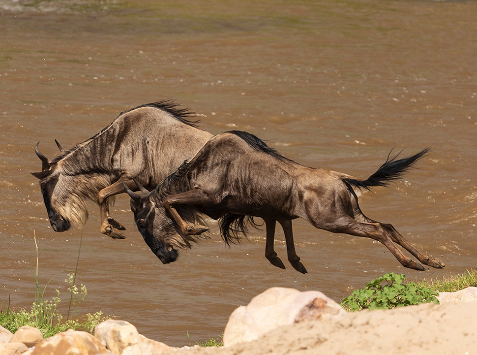 Wildebeest crossing the Mara river Serengeti