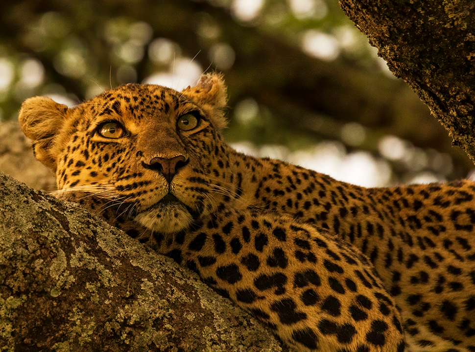 4×4 Safaris Arusha and self drive in Tanzania