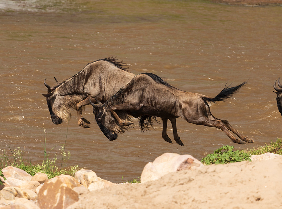 4×4 Serengeti self drive safaris