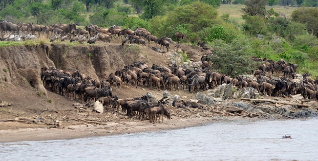 serengeti trips and one way rentals