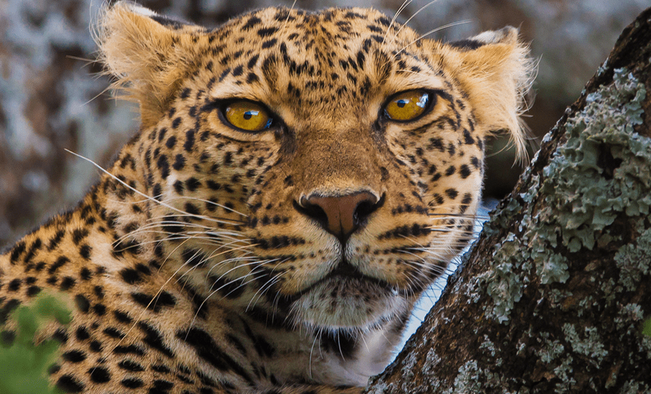 Tanzania self drive safaris - Serengeti National Park